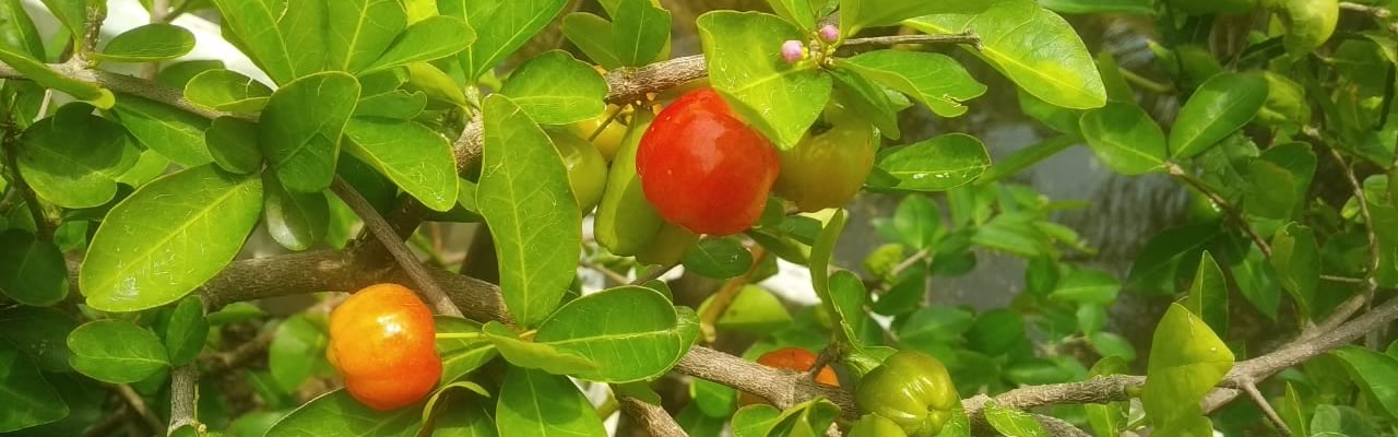 Barbados Cherry (Acerola) – Powerhouse of Vitamin C