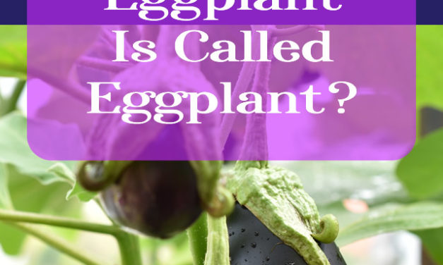 Why Eggplant is called Eggplant