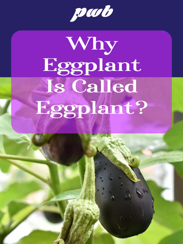 Why Eggplant is called Eggplant