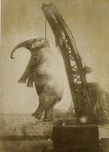 A circus elephant was killed by hanging from crane for killing its rider infront of many people in 1926, Tennessee