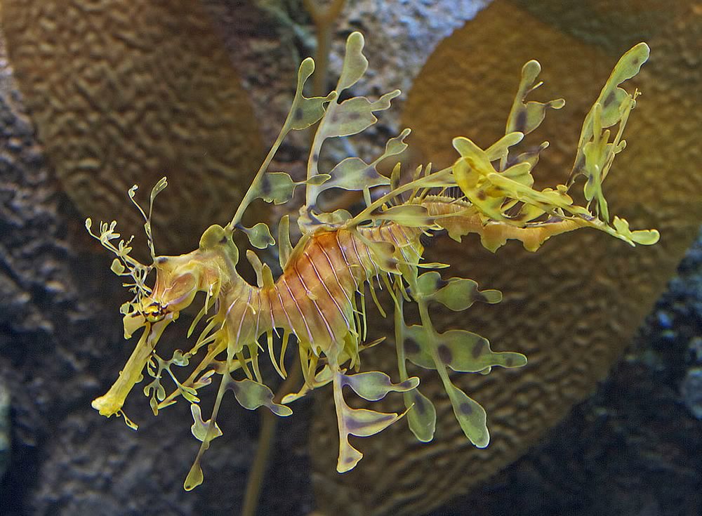 Leafy seadragon - a bizarre but beautiful looking sea creator