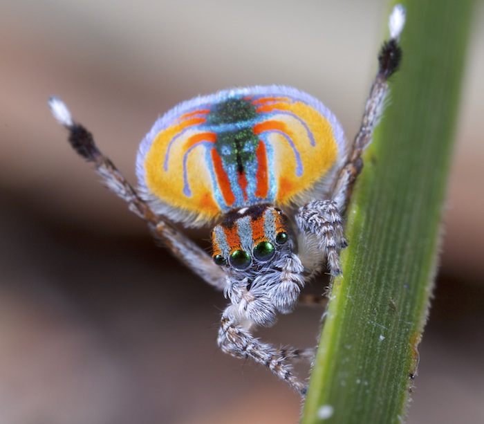 Australian peacock spider, a bizarre and colorful member