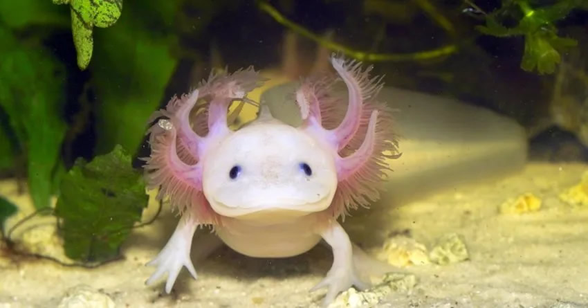 A very cute but bizarre looking Axolotl