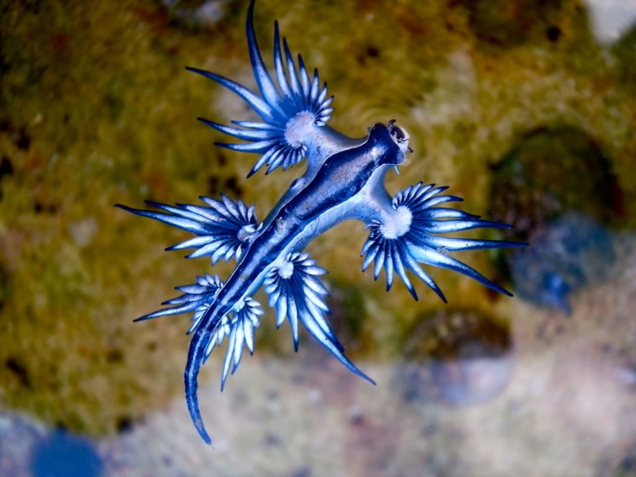laucus atlanticus, the blue sea dragon