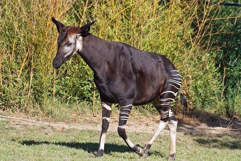 Okapi is also known as the forest giraffe, Congolese giraffe, or zebra giraffe