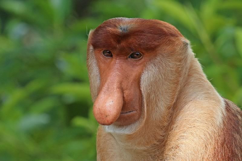 Proboscis monkey has a prominent and unusual long nose