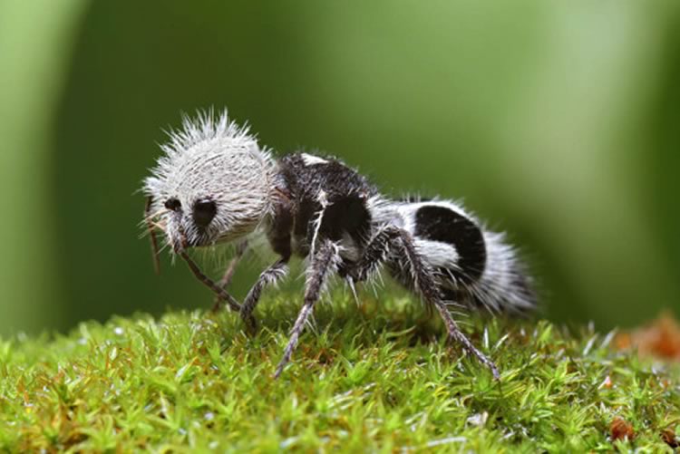 Panda Ant, a wingless wasp