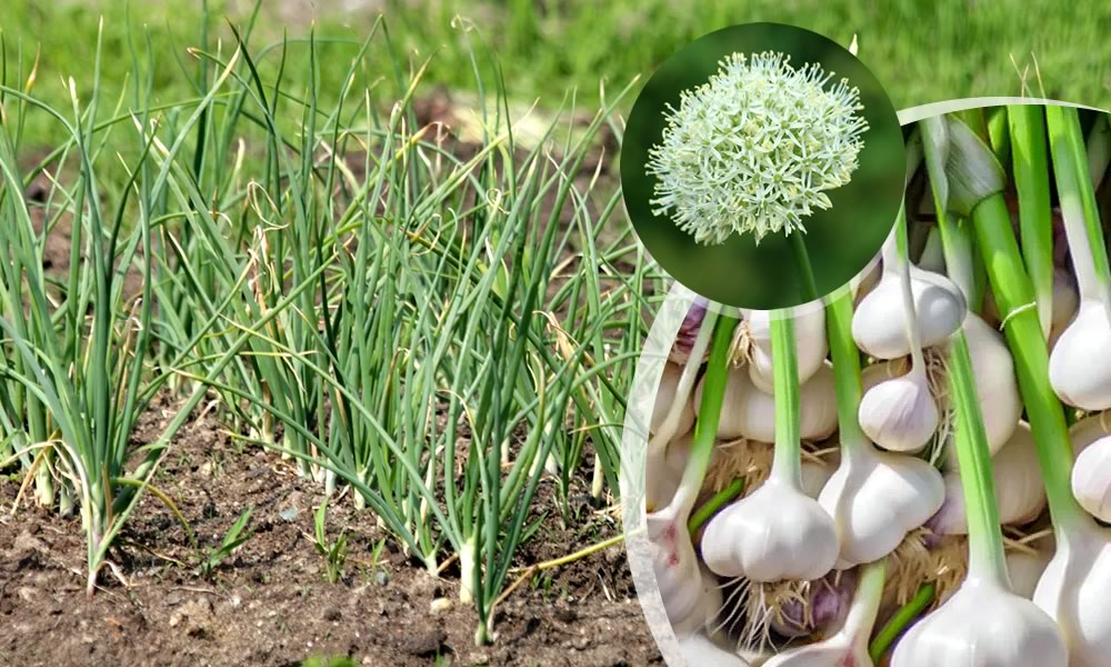 Garlic plant, one of our frequently used spice's plant