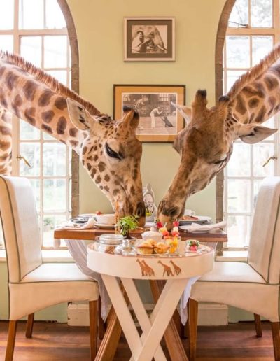 Giraffe Manor, aunique hotel in kenya with live giraffe